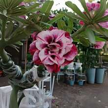 154 piezas de semillas de rosa del desierto, resistentes al calor y al sol, crea tu propio jardín del desierto. Convierte tu balcón en un mar de flores - 154 - Ver 3