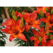 Matriz de Lirio Asiático ASIATIC Lily 100 semillas verdadero thriller en el jardín Perenne - Variante 1 - Ver 4