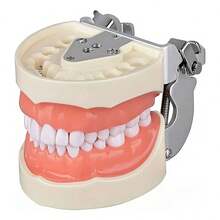 Vmingo Tipodonto Nissiin Encía Suave 28 Dientes Modelo Dental - Beis con Rosa - Ver 2