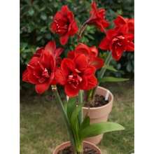 119 piezas de bolas de semillas de orquídea corona roja, flores coloridas, semillas de flores - 119 piezas - Ver 5