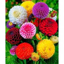 236 piezas de semillas de flores grandes mixtas raras, semillas de flores de plato grande para plantar, bolas de flores grandes para plantar en interiores/exteriores en casa - 236 - Ver 3
