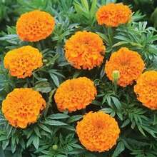 1, 000+ Premium Marigold Seeds - Vibrant Orange Blooms For Summer Gardens
