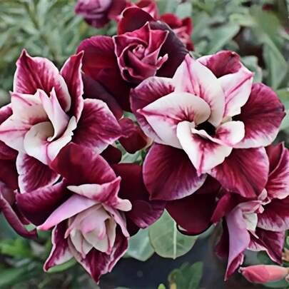 154 piezas de semillas de rosa del desierto, resistentes al calor y al sol, crea tu propio jardín del desierto. Convierte tu balcón en un mar de flores