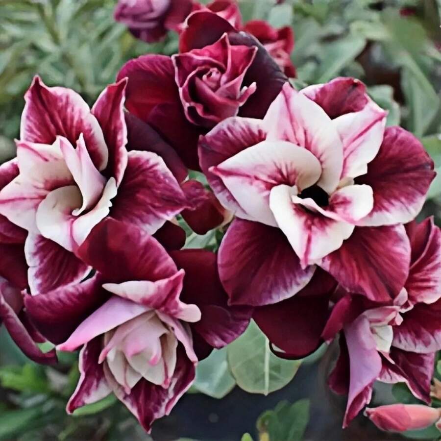 154 piezas de semillas de rosa del desierto, resistentes al calor y al sol, crea tu propio jardín del desierto. Convierte tu balcón en un mar de flores - 154 - Ver 1