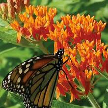Semillas de flor de asclepias de mariposa naranja (Asclepias Tuberosa), paquete de 200+ semillas de Full Sun seeds - Amarillo - Ver 3