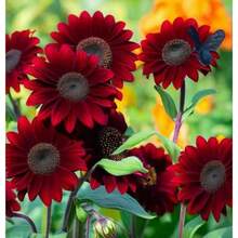 128 piezas de semillas de girasol Red Velvet Queen - 128 piezas - Ver 4