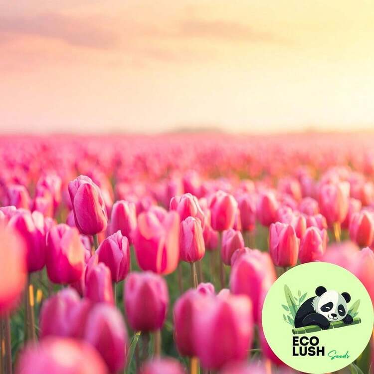 Flower Seeds - 種子 - 查看 5