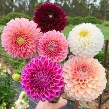 248 piezas de semillas de flores de dalia de anillo anual se utilizan para plantar plantas al aire libre,  de semillas de vegetales, plantar lotos, plantas vivas, semillas de flores de jardinería. - 248 - Ver 3