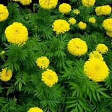 209 piezas de semillas genéticas de linaza, adecuadas para plantar en jardines interiores y exteriores - semillas de flores no transgénicas, alta tasa de germinación - 209 piezas - Ver 4
