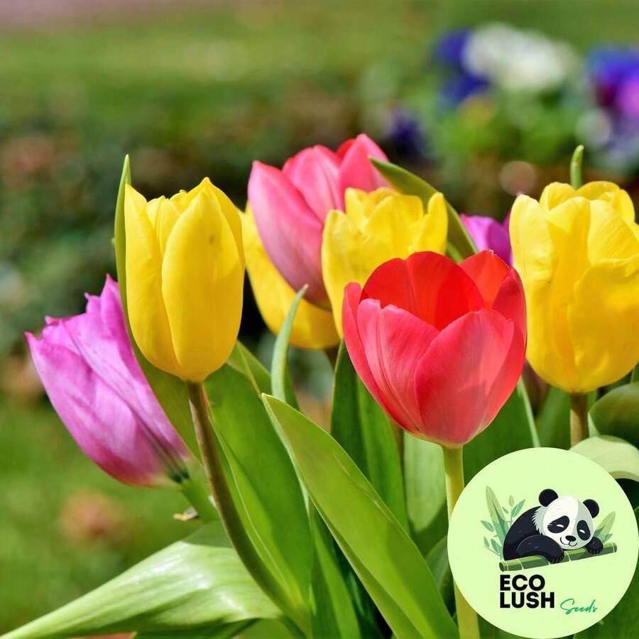 Paquete de 50 Semillas de Tulipanes Multicolores Vibrantes - SEMILLA - Ver 1