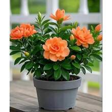 Semillas de Gardenia de fragancia fuerte que purifican el aire, planta verde para interiores y exteriores en balcones y salas de estar, nueva recomendación de producto: Semillas de Gardenia, 100 piezas - SEMILLA - Ver 1