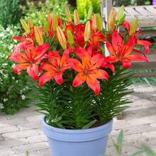 Matriz de Lirio Asiático ASIATIC Lily 100 semillas verdadero thriller en el jardín Perenne - Variante 1 - Ver 2