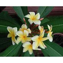 Gold Plumeria Plant Yellow Flower Peach Fragrance (Three Cuttings) - Frangipani Hawaiian Lei Flower