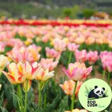 Paquete de 50 Semillas de Tulipanes Multicolores Vibrantes - SEMILLA - Ver 11