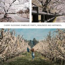 Japanese Ceramic Handmade Cute Cherry Blossom Incense Stick Holder Or Incense Burner Holder Unique Ash Catcher Inscent Tray And Decorative Gift Home Decor 3.94 Inches Square Pink