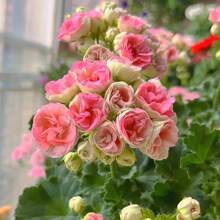 Semillas de rosas mixtas de múltiples cabezas, decoración de jardín plantada, adecuadas para amantes de las plantas como regalo de la naturaleza. - 100 piezas/semilla - Ver 3
