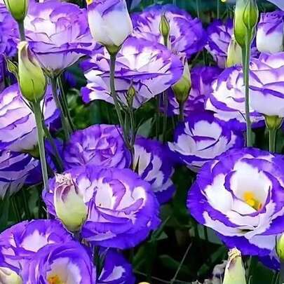 158 piezas de semillas de flores de capullo púrpura de cuatro estaciones, fáciles de cultivar, pueden florecer en interiores y exteriores, macetas y balcones, plantación al aire libre, semillas de rosas.