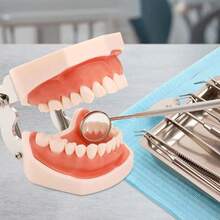 Vmingo Tipodonto Nissiin Encía Suave 28 Dientes Modelo Dental - Beis con Rosa - Ver 6