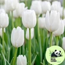 Paquete de 50 Semillas de Tulipanes Multicolores Vibrantes - SEMILLA - Ver 9