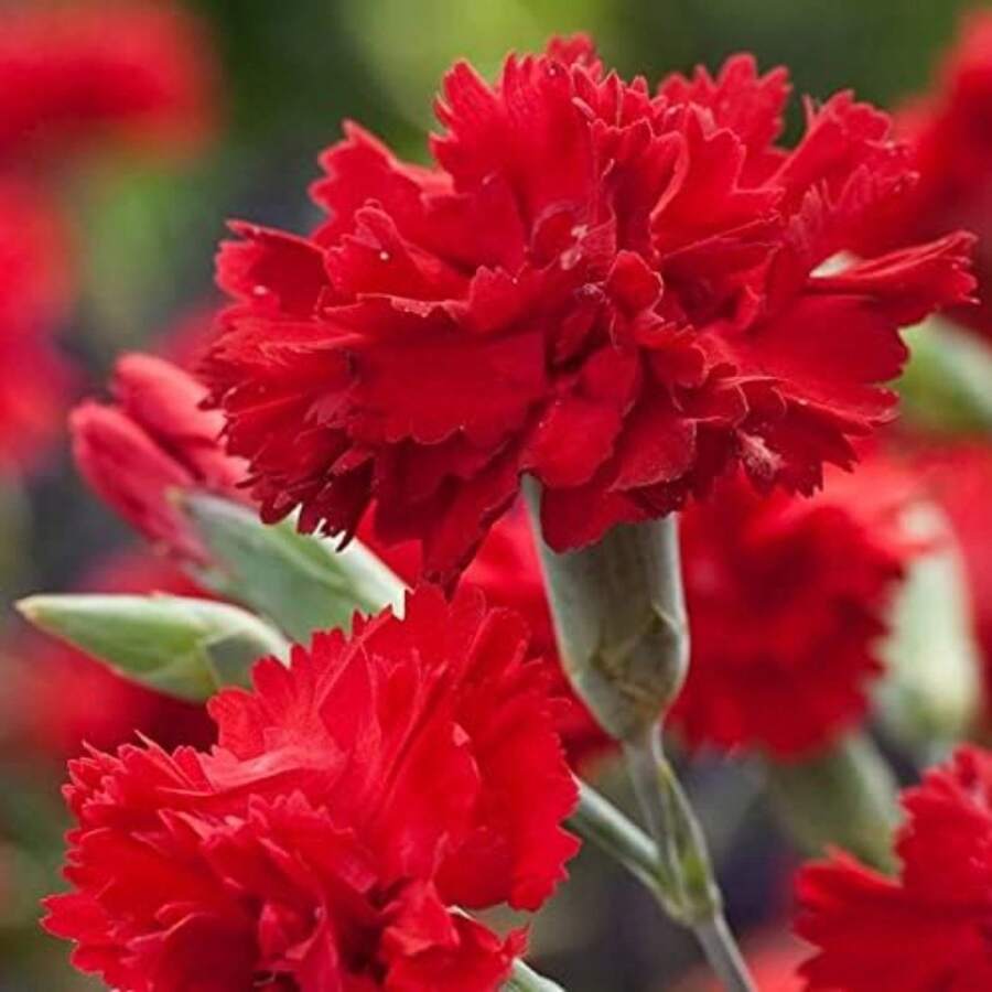 124Pcs Red Carnation Flower Seeds - Non-GMO - Perennial for Sale ...