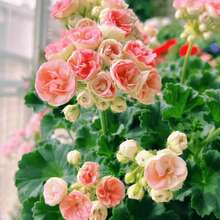 Semillas de rosas mixtas de múltiples cabezas, decoración de jardín plantada, adecuadas para amantes de las plantas como regalo de la naturaleza. - 100 piezas/semilla - Ver 4
