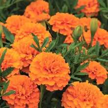 1, 000+ Premium Marigold Seeds - Vibrant Orange Blooms For Summer Gardens