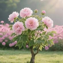 10 piezas de semillas de peonía, semillas de flores, decoración de paisaje en espacios verdes al aire libre, interior en maceta, horticultura de patio, plantación, fuente rica, fácil de sobrevivir - 10 piezas/semilla - Ver 2