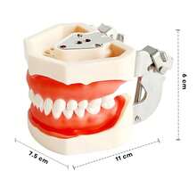 Vmingo Tipodonto Nissiin Encía Suave 28 Dientes Modelo Dental - Beis con Rosa - Ver 8