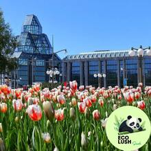 Paquete de 50 Semillas de Tulipanes Multicolores Vibrantes - SEMILLA - Ver 7