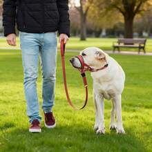 Adjustable Dog Muzzle, Anti-Bite Anti-Swallow Anti-Lick, Pet Muzzle, Training Leash Set, Suitable For Small And Large Dogs, And Comfortable Breathable