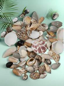 50克、100克/袋彩色贝壳和海螺沙 - 贝壳和海螺工艺品、水族箱造景、自然海洋风格家居装饰、珠宝珠贝壳DIY材料 - Random(隨機色) - 查看 2