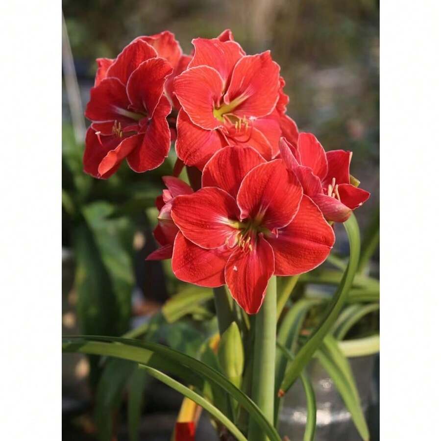 256 piezas de semillas de amarilis - una flor que parece llamas ardientes, una hada de balcón con flores grandes y coloridas - 256 - Ver 1