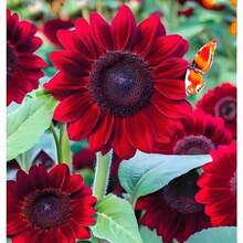 128 piezas de semillas de girasol Red Velvet Queen - 128 piezas - Ver 1