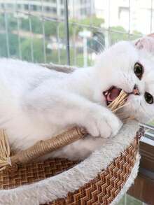 3/6pcs Cat Chew Toys, & Durable Catnip, Sisal Rope Cat Teeth Cleaning Chew Sticks - Brown - View 2