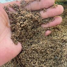 Aquarium Sand Substrate - Natural River Sand For Fish Tank | Multi-Use For Turtle Basking, Hamster Bathing & Plant Decor | 200g/500g/800g