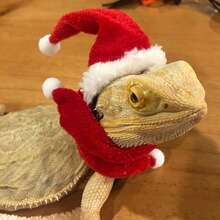 Weihnachtskostüm-Set mit Weihnachtsmannmütze und Schal für Bartagame, Echse, Reptil, Frettchen. Weihnachtsmütze mit verstellbarem elastischem Kinnriemen, tolles Weihnachtsgeschenk für kleine Tiere