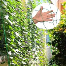 Heavy-Duty Climbing Plant Support Net | Large 6ft X 16.5ft Size (Flexible UV-Resistant Rope Net) | Perfect For Tomato/Cucumber/Bean Planting | Ventilation And Light Transmission Without Stem Damage | Suitable For Orchards And Vegetable Gardens