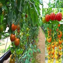 Heavy-Duty Climbing Plant Support Net | Large 6ft X 16.5ft Size (Flexible UV-Resistant Rope Net) | Perfect For Tomato/Cucumber/Bean Planting | Ventilation And Light Transmission Without Stem Damage | Suitable For Orchards And Vegetable Gardens