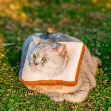 Adjustable Cat Cone Collar, Soft Cat Recovery Collar, Post-Surgery Cat Cone, Cat Neck Cone, Elizabeth Collar Suitable For Cats