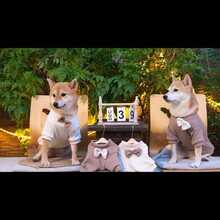 INS Stil Haustier Waffel Strick Schleife Pullover, warme Strickware für Hunde & Katzen, süße Haustier Bekleidung für Herbst/Winter