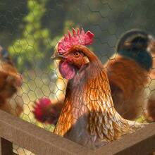 Sechskantgeflecht 6-Eck 25m - 50cm hoch - Gartenzaun Maschendraht - Maschenweite 25mm Drahtgitter Zaun - PVC-beschichtetes Grün Gartenzaun