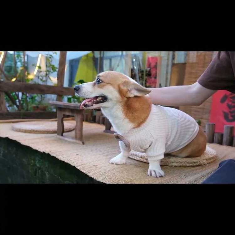 INS Style Pet Waffle Knit Bow Sweater, Warm Knitwear For Dogs & Cats, Cute Pet Apparel For Autumn/Winter - White - View 4