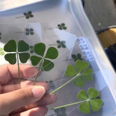 5张/套幸运四叶草明信片 - 天然透明许愿卡，可作书签和装饰品，完美的节日礼物，独特的四叶草形状