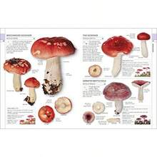 Musros: ow to Identify and Gater Wild Musros and Oter Fungi - como en la foto - Ver 5