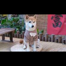 INS 风格宠物华夫格针织蝴蝶结毛衣，适合狗和猫的温暖针织衫，秋冬可爱宠物服装 - 棕色 - 查看 7