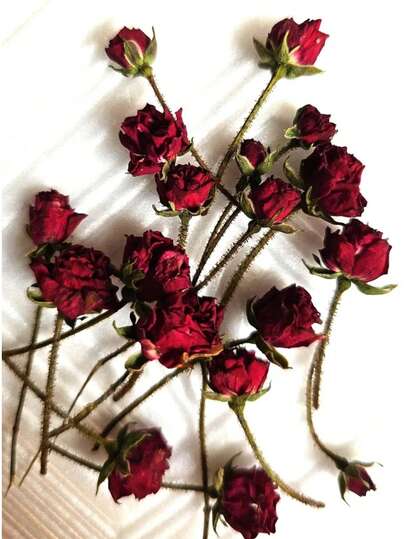 20 peças de flores de rosas secas, rosas secas, rosas vermelhas secas, botões de rosas em miniatura, rosas vermelhas secas, pequenas flores secas para resina, plantas secas para artesanato, decoração de casa de casamento, arte floral de casamento