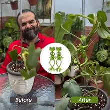 1/2pcs Creative Frog Plant Stand, Fun Green Frog Plant Holder, Frog Fixed Plant Rack Frog Support Frame, Vine Vertical Climbing Assisted Growth Clip, Suitable For Gardening/Potted Plants/Plant Decoration