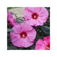 Semillas de hibisco gigante mixtas de 120P de rápido crecimiento para plantar flores, flor perenne para jardín exterior en casa - 120 piezas - Ver 3