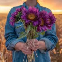 Semillas de Girasol Púrpura Raras, Flor de Jardín Única, Floraciones Impresionantes, Fácil de Cultivar para Macetas y Bordes, Apta para Polinizadores - 20 semillas - Ver 7