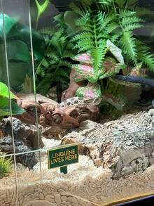 1/2Pcs Custom Pet Tank Name Sign - Personalize With Name & Text, Perfect For Reptiles, Arachnids, Amphibians & Fish, Stylish & Unique, Ideal For Pet Lovers